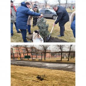 Из сквера Коновалова украли голубые ели