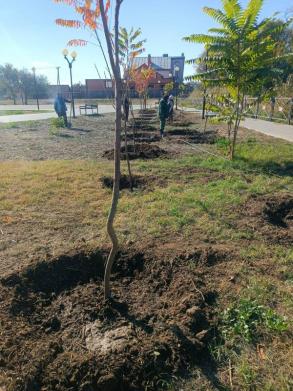 В выходные в парках Астрахани высадили полтысячи деревьев и кустарников