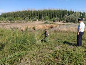 В рамках оперативно-профилактической операции «МАК-2020» проведен рейд по скосу и уничтожению дикорастущих наркосодержащих растений на территории района