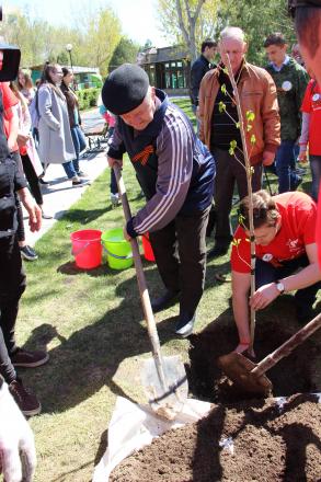 На Бульваре Победы  высажены саженцы легендарного «Тополя Победы» — дерева-долгожителя, уцелевшего в ходе Сталинградской битвы.