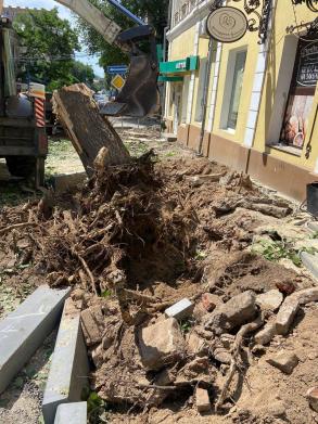 На улице Кирова появятся новые сорта деревьев