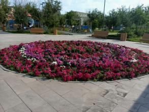 На астраханских клумбах появится шалфей и лаванда