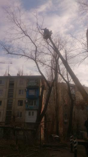 В Ленинском районе проводятся  работы по опиловке и сносу деревьев.