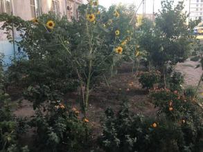 Проходит конкурс на лучшее благоустройство двора