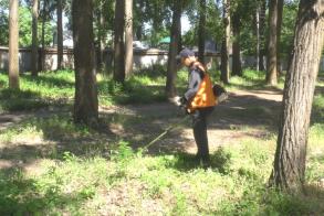 Городские власти ликвидировали наркосодержащие растения в Тополиной роще