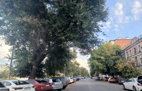 На участке Красной Набережной ограничат дорожное движение из-за работ по обрезке деревьев