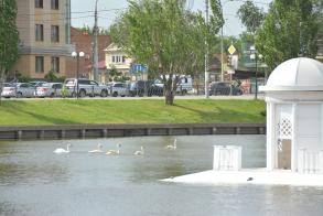 В Лебединое озеро выпустили еще пять лебедей