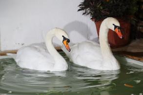 Лебеди отправились зимовать в теплицу
