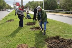 На улице Николая Островского  впервые появится единая клумба