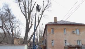 Обращения граждан в приоритете работ по опиловке