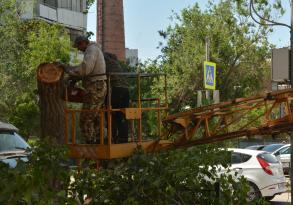 Контейнерная площадка – не место для опиленных веток