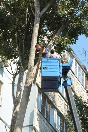 Деревьям - стрижку