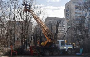В школах и детсадах проводят масштабную опиловку деревьев