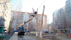 В Астрахани в 2024 году уходные работы провели в отношении трех тысяч деревьев