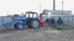 В Астрахани новогодние елки перерабатывают в щепу