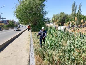 В Астрахани усилена работа по скосу сорной растительности