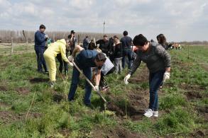 В районе Тополиной рощи высадили две тысячи деревьев