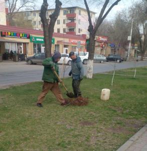 В Астрахани приступили к высадке деревьев