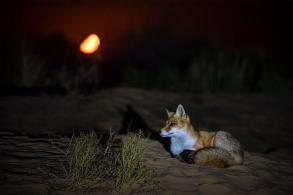 Астраханцев приглашают на «космическую» выставку 