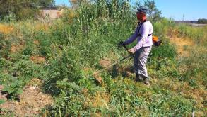 В Ленинском районе ликвидируют наркосодержащие растения