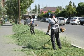 В Астрахани косят лебеду  