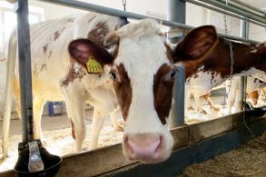 О проведении круглого стола на тему "Продуктивное ведение животноводства в сфере кормления и искусственного осеменения"