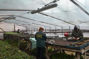 Свыше полумиллиона цветов в этом году высадят в областном центре