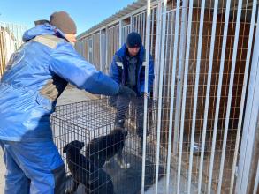 В Астрахани растет количество отловленных безнадзорных животных