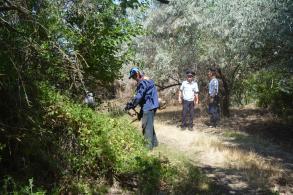 В Трусовском районе скосили 300 квадратных метров наркосодержащей растительности