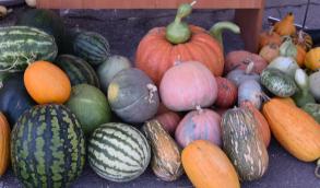 150 тонн продукции представили сегодня на ярмарке