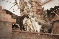 Количество голосов: 2 346</br><span style="font-weight:bold">2 место </span></br>«Коты Астрахани»  </br>Автор: Виктор Нуртазин