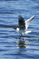 <span style="font-size:14px;">Количество голосов: 697 </br>«Танцующая по воде»</br>Автор: Эльдар Абасов</span>