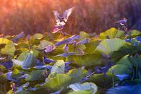 Количество голосов:125 </br>«Крачки на лотосе»</br>Автор: Евгений Полонский</span>