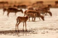 Количество голосов:118 </br>«Сайгачонок»</br>Автор: Евгений Полонский</span>