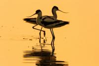 Количество голосов:112 </br>«Шилоклювки»</br>Автор: Евгений Полонский</span>