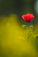 Количество голосов:101 </br>«Астраханский мак»</br>Автор: Евгений Шеин</span>