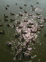 Количество голосов:75 </br>«Утки лебединого озера»</br>Автор: Мария Ветошкина</span>