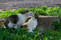 Семейная идиллия<br>Количество голосов:337