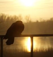 Спящий гость<br>Количество голосов:334