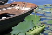 Старая лодка<br>Количество голосов:394