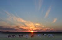 В ночное<br>Количество голосов:308