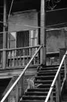 Задумчивый кот<br>Количество голосов:382