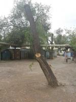 Обрезка деревьев. Скос сорной растительности. Установка детских площадок.