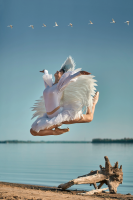 Астраханский лебедь в полёте