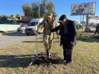 Вдоль улицы Николая Островского высадили более 160 саженцев