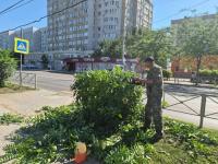 В Астрахани продолжаются работы по опиловке и обрезке деревьев и кустарников
