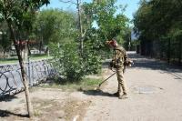 В Астрахани скосили свыше 280 гектаров сорной растительности и камыша