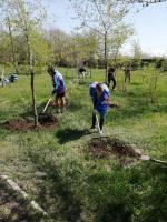 В Советском районе Астрахани прошли акции по озеленению