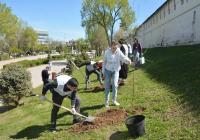 На склоне Астраханского кремля высадили 20 берез