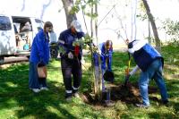 На откосе Астраханского кремля высадили дубы